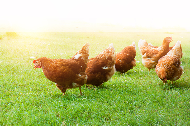 A photo of brownish red chickens grazing in the grass